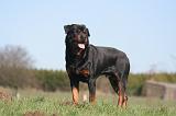 ROTTWEILER 587